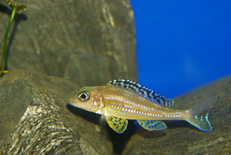 Xenotilapia papilio 'Tembwe (Deux)'